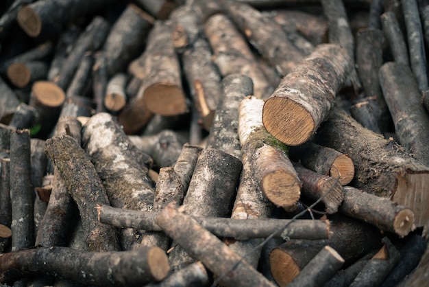 Holzstücke verschiedener Baumarten