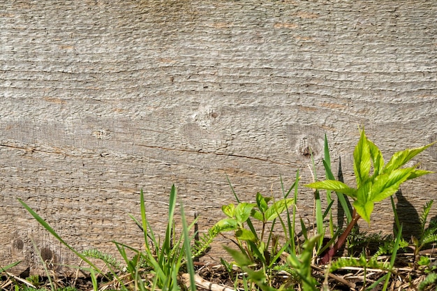 Foto holztisch grüner wandhintergrund mit sonnenlichtfenster erzeugen blattschatten an der wand mit unscharfer grüner innenpflanze im vordergrundpanorama-banner-mockup für die anzeige des produktumweltfreundlichen innenkonzepts