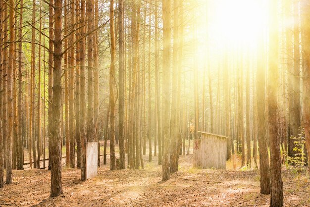 Holztoilette in einem Kiefernwald im Sonnenlicht