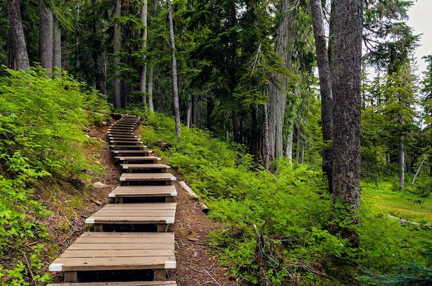 Holztreppen auf einem Hügel im Wald