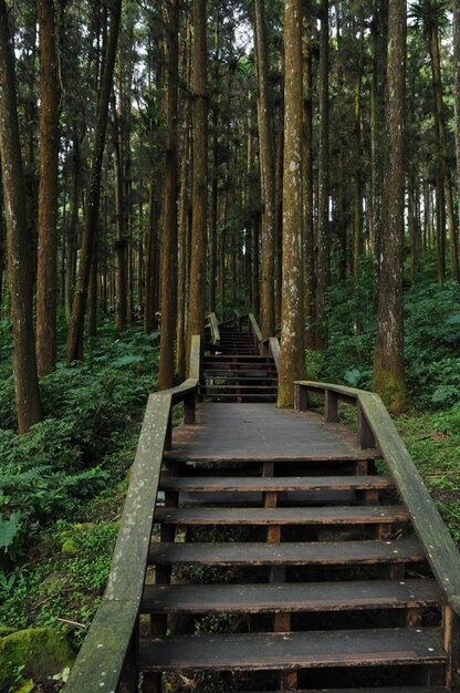 Holztreppensteigen im tiefen Wald