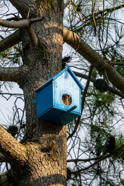 Holzvogelhaus auf einem Baum im Park, Tierleben