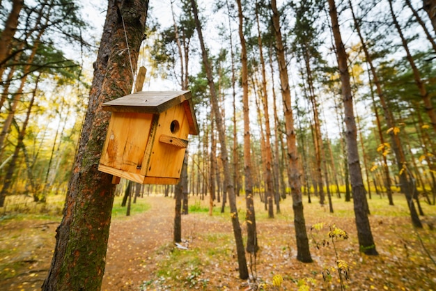 Holzvogelhaus auf einer Kiefer