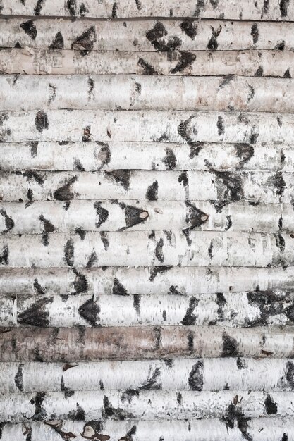 Holzwand aus Birkenstämmen. Gefleckter Hintergrund von Bäumen. Foto in hoher Qualität