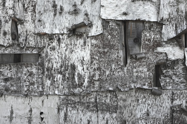 Holzwand mit Birkenrinde bedeckt. Schwarz-Weiß-Textur von Birkenrinde