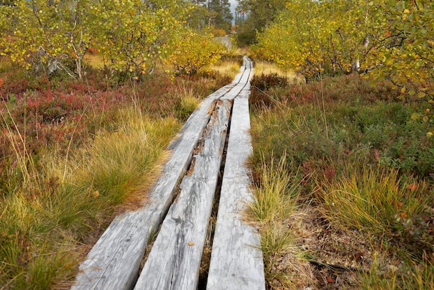 Holzweg auf dem mit bunten Pflanzen bedeckten Boden, der den schwedischen Nationalpark durchquert