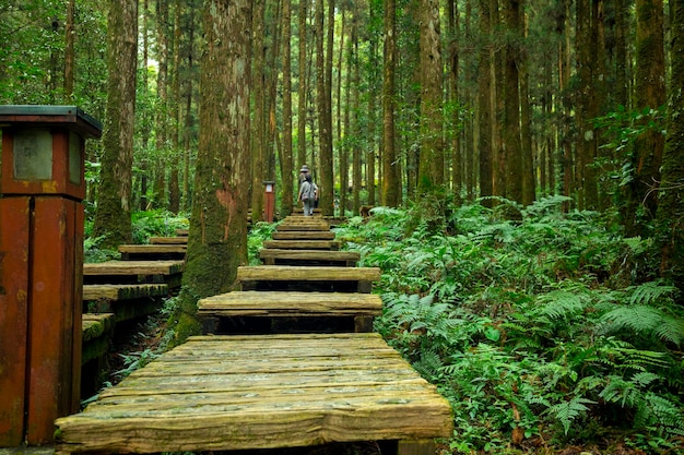 Holzweg im Wald für Kletterer, um sicher zu gehen