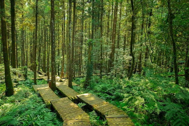 Holzweg im Wald für Kletterer, um sicher zu gehen