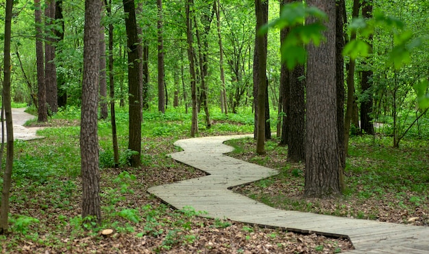 Holzweg im Wald oder Park im städtischen öffentlichen Sommerpark mit Holzterrasse zum Spazierengehen und zur Erholung hochwertiges Foto