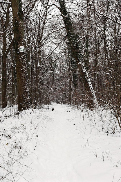 Holzweg mit Schnee bedeckt