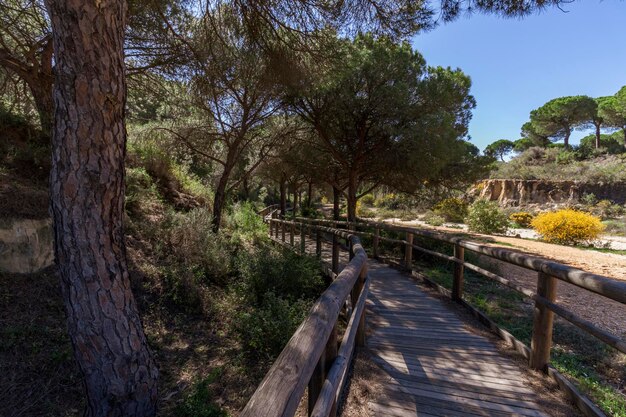 Holzweg zwischen Bäumen und Pflanzen, der zum Strand von Arenosillo Mazagon Spanien führt