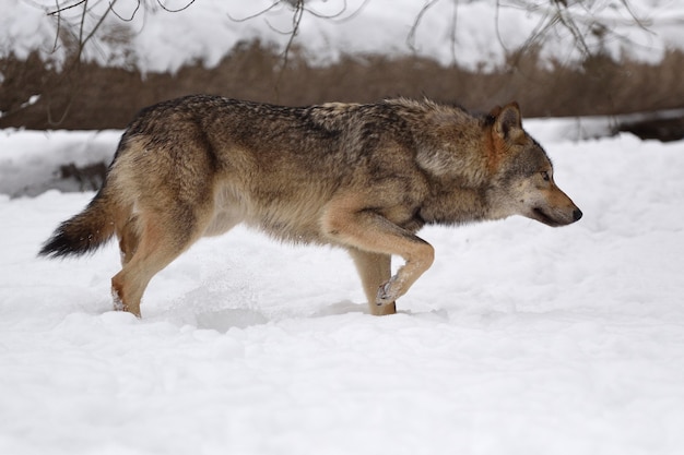 Holzwolfjagd im Winterwald