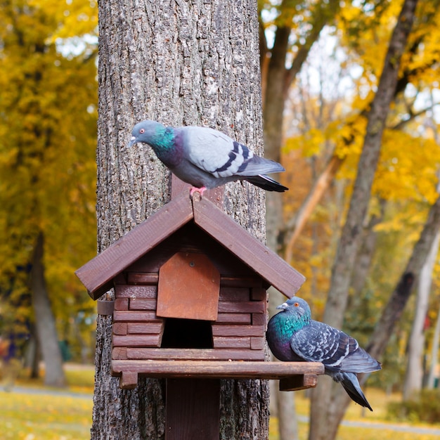 Holzzufuhr für Vögel. Grüner Hintergrund