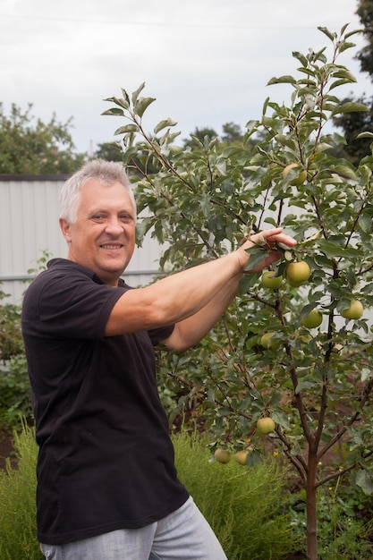 Un hombre de 60 años cuida un árbol frutal joven