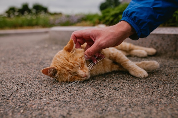 Foto hombre acaricia gato rojo