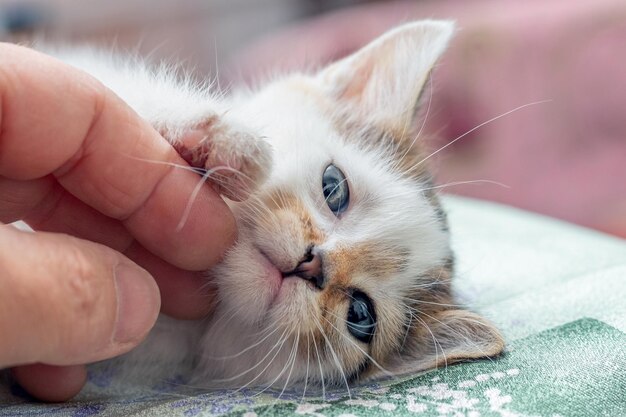 Un hombre acaricia a un pequeño gatito con la mano.