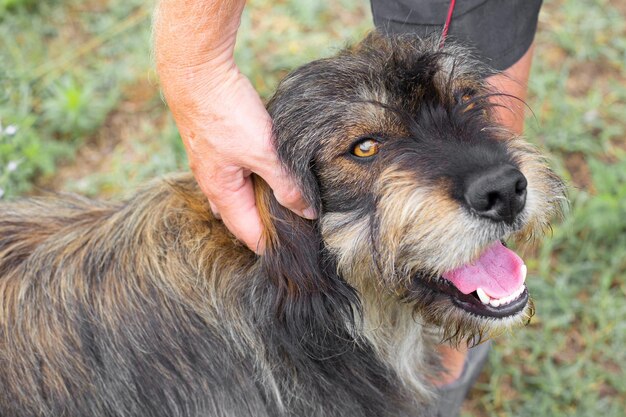 Un hombre acaricia a un perro peludo Amistad de personas y animales