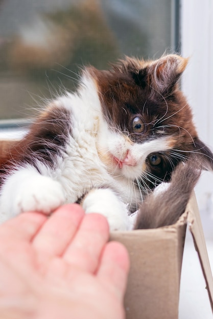 El hombre se acerca al gatito en una caja. Un pequeño gatito lindo y esponjoso está jugando con la mano de un hombre.