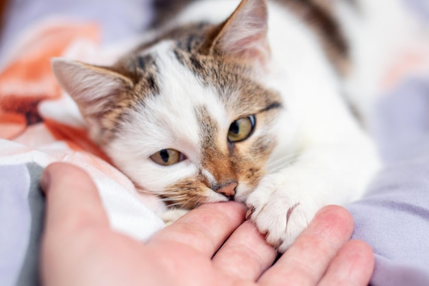 Un hombre se acerca a un gato acostado en una cama.