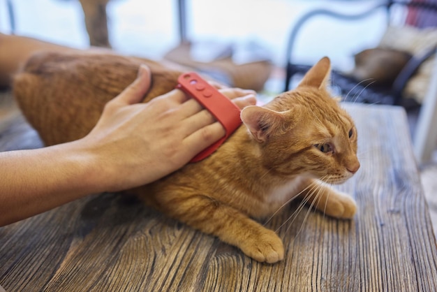 Hombre acicalando gato con guantes especiales Cuidado de mascotas