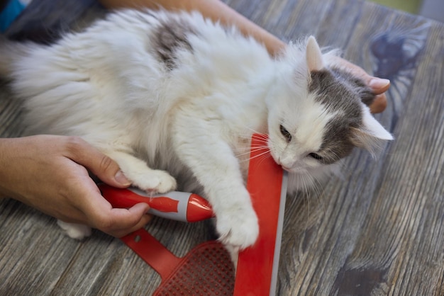 Hombre acicalando gato con guantes especiales Cuidado de mascotas