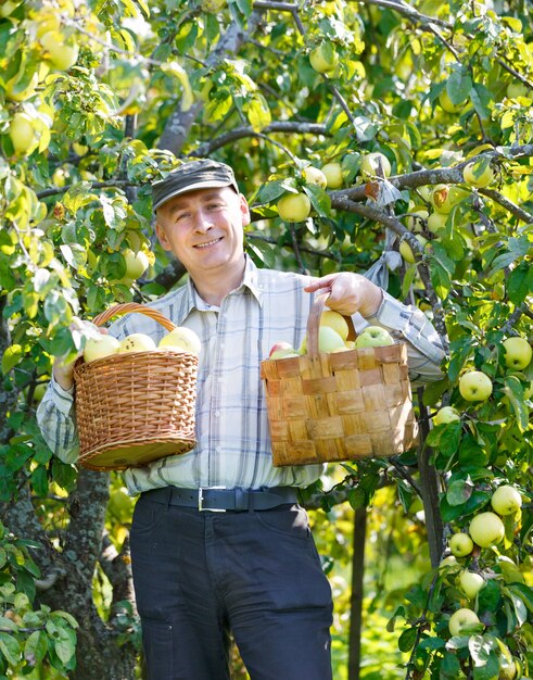 Hombre adulto cultivo permanente de manzanas en un jardín.