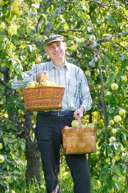 Hombre adulto cultivo permanente de manzanas en un jardín.