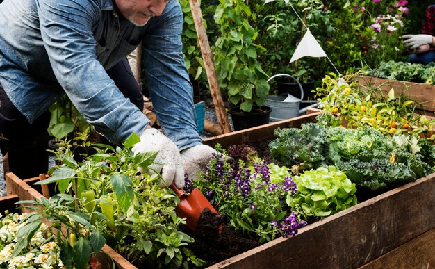 Hombre adulto del granjero que planta la verdura con la pala