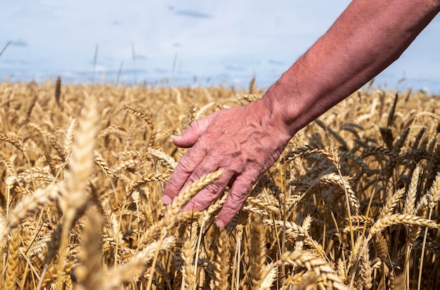 Un hombre adulto irreconocible en un campo agrícola está tocando espigas de cereales maduros Cosechando el concepto de vida rural de principios de otoño