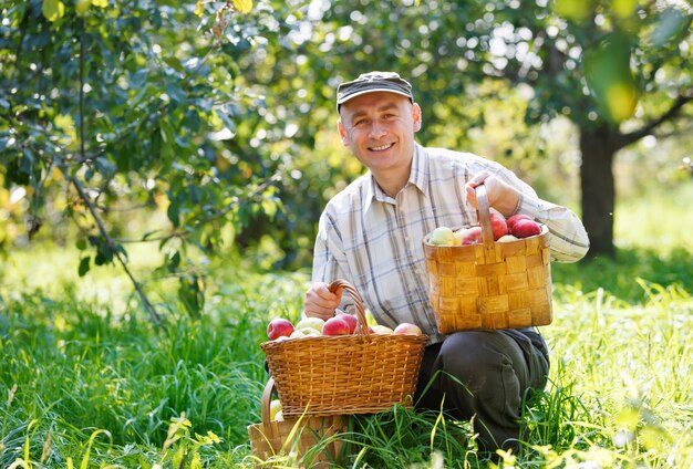 Hombre adulto sentado en la cosecha de manzanas del jardín