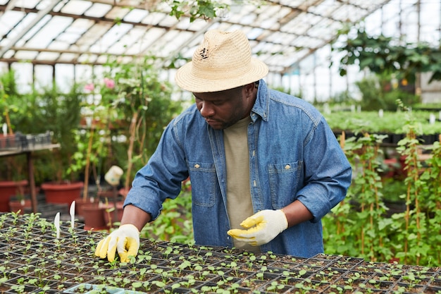 Hombre africano con sombrero y guantes trabajando con plantas verdes en invernadero