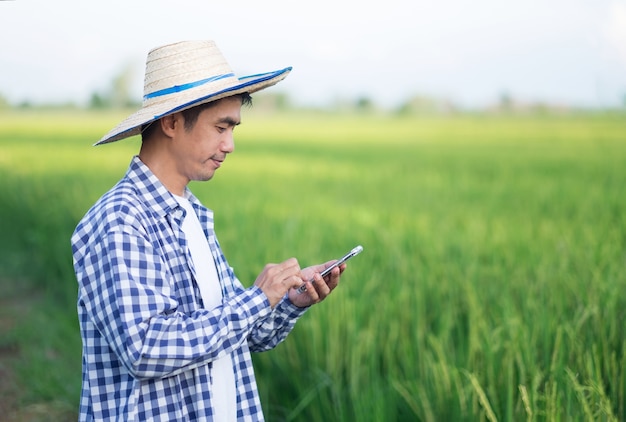 Hombre agricultor asiático con un teléfono inteligente en una granja de arroz verde