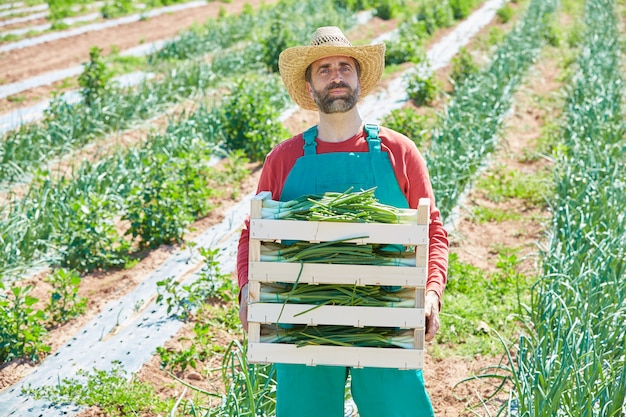 Hombre agricultor cosechando cebollas en el mediterráneo