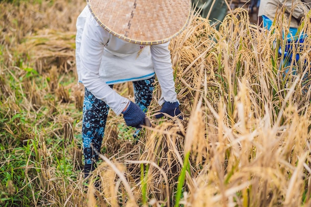 Hombre agricultor indonesio tamizar arroz en los campos de Ubud, Bali, una práctica común realizada en las zonas rurales de China, Vietnam, Tailandia, Myanmar, Filipinas