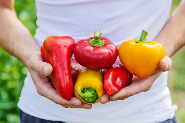 Hombre agricultor con pimiento en sus manos.