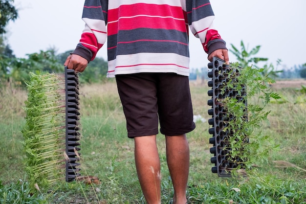 Hombre agricultor que lleva una bandeja de suelo con plántulas para cultivar
