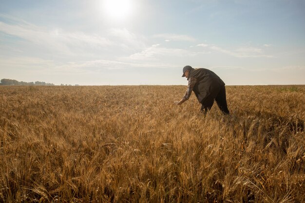 hombre agricultor sosteniendo espigas de trigo en un fondo de un campo de trigo