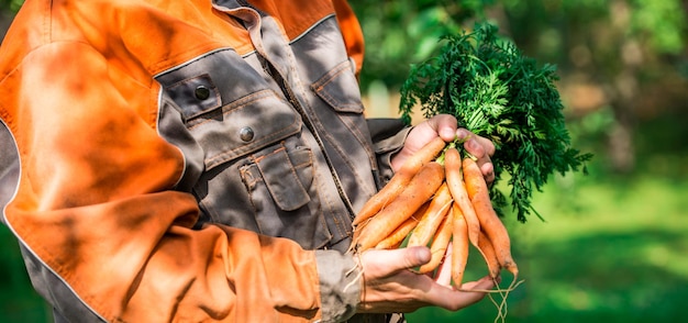 Foto hombre agricultor sosteniendo zanahorias naranjas maduras. agricultura local, concepto de cosecha. jardinería.
