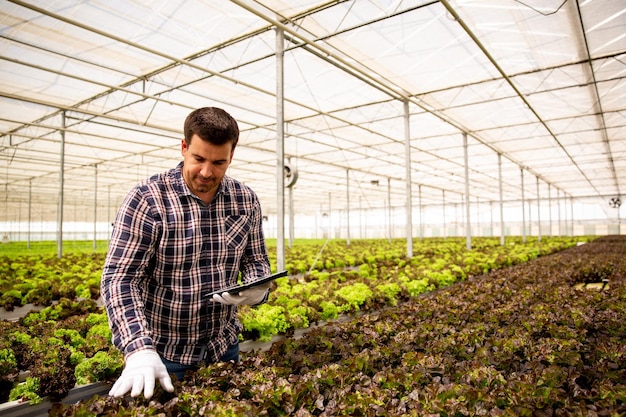 Hombre agrónomo con tableta en mano que sigue cómo crece la ensalada. Plantas de invernadero y ensalada