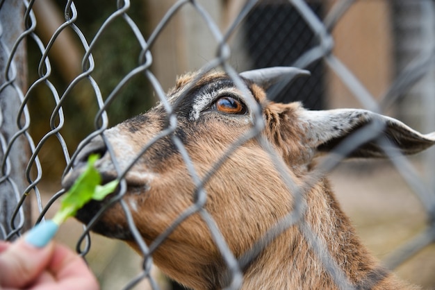 Un hombre alimenta una cabra en una jaula en el zoológico.