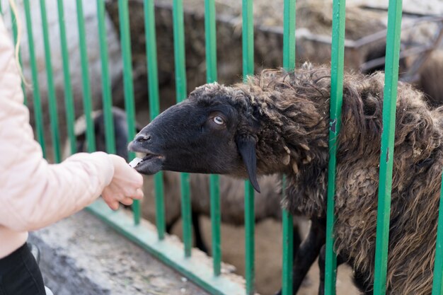 El hombre alimenta un cordero en un zoológico