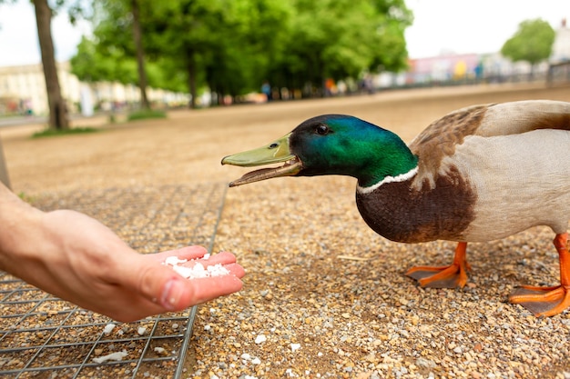 Un hombre alimenta a un pato con sus manos en un parque de la ciudad. El pato gracioso se anima.