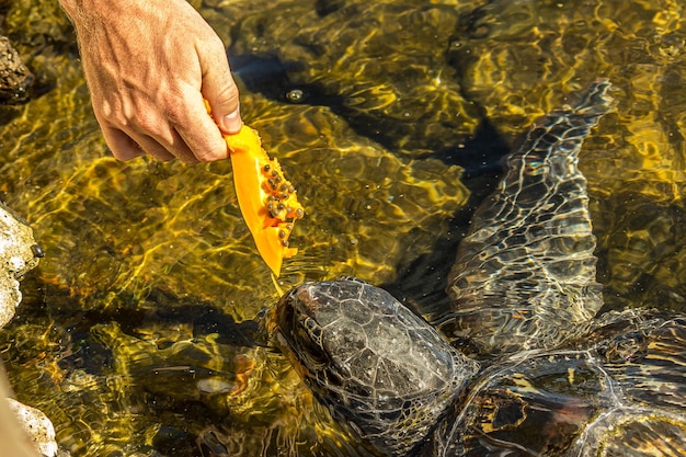 Un hombre alimenta a una tortuga marina verde Chelonia mydas con papaya