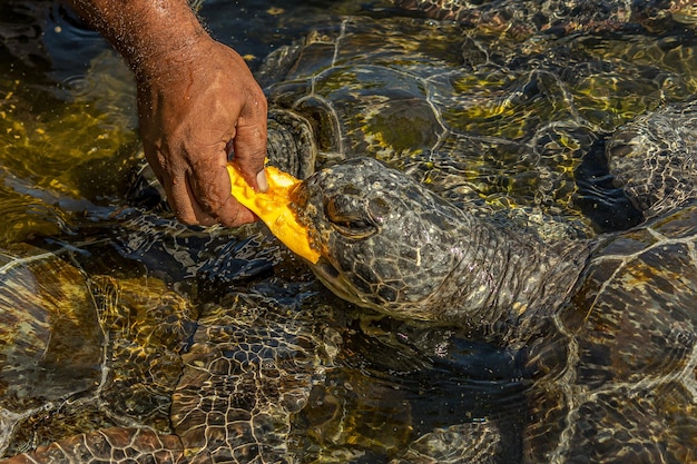 Un hombre alimenta a una tortuga marina verde Chelonia mydas con papaya