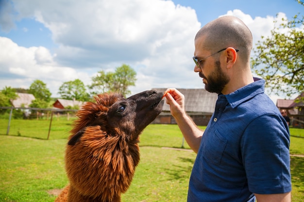 Hombre alimentando alpaca marrón con zanahoria en la granja