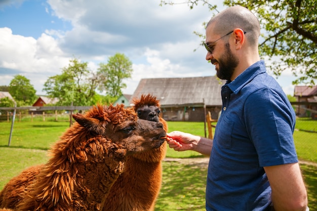 Hombre alimentando dos alpacas marrones en la granja