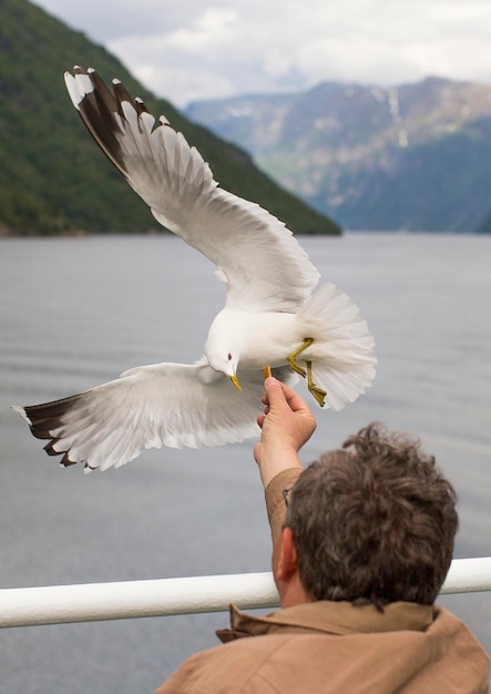 Foto hombre alimentando a una gaviota