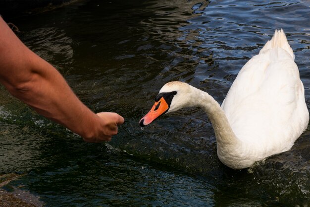 Hombre alimentando a Swan en el agua