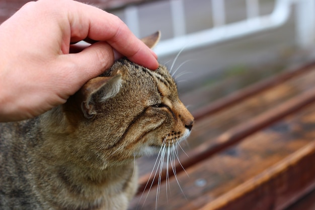 Un hombre alisó un primer plano de gato gris