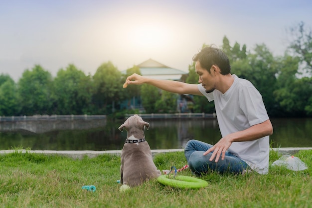 El hombre amante de las mascotas y el perro matón americano están jugando